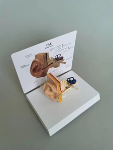 Öğretim kaynakları kulak genişlemiş anatomi modeli tıp bilimleri İnsan anatomik gösteri modeli - Product Image 3