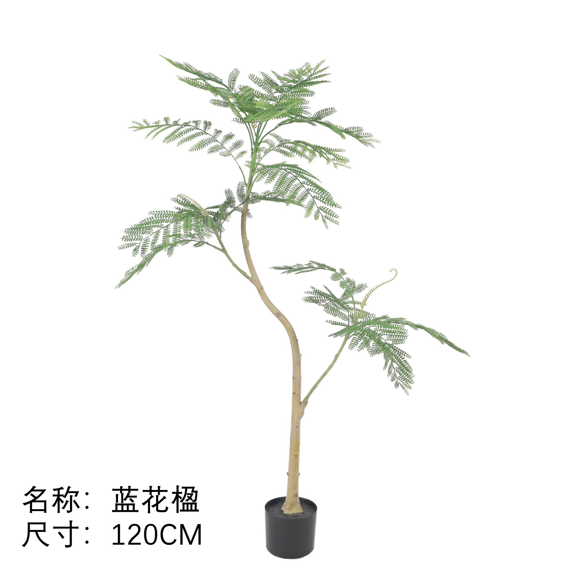 Jacarandier 120 cm
