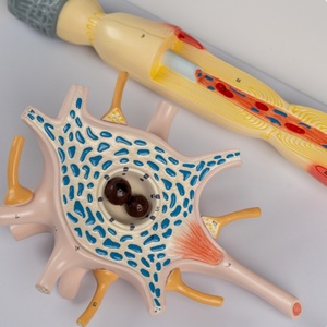 DARHMMY Advanced Medical Science Model <strong>Human</strong> Neuron Amplification - Product Image 2