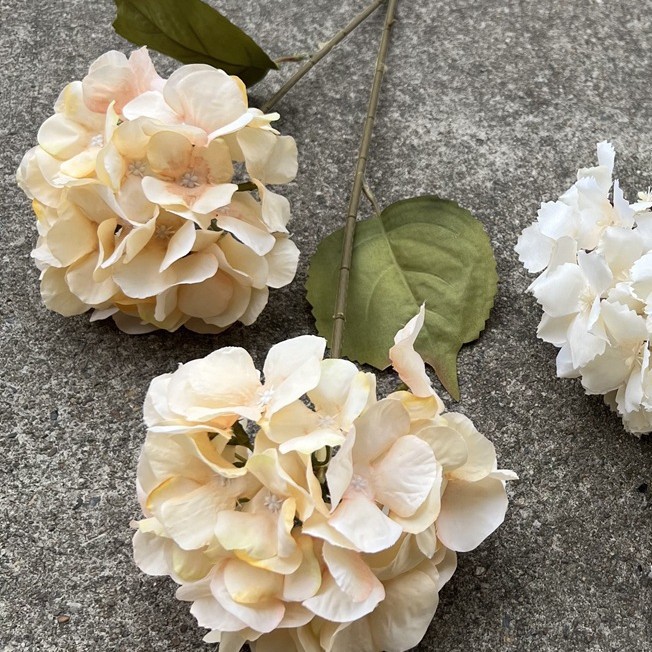 132 têtes d'hortensia Xiyan champagne