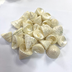 Satılık dekoratif doğal deniz kabuğu kabuklu kabukları spiral kabuk - Product Image 2
