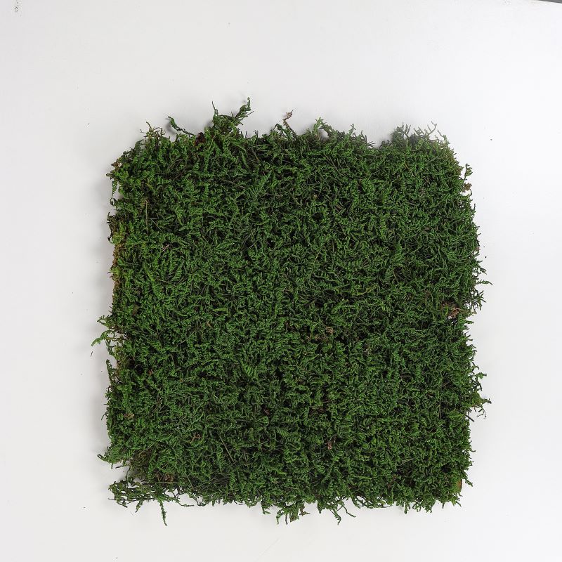 Big gray moss dark green