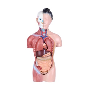 42cm <strong>Human</strong> Torso Manikin <strong>Human</strong> Anatomy Model - Product Image 1