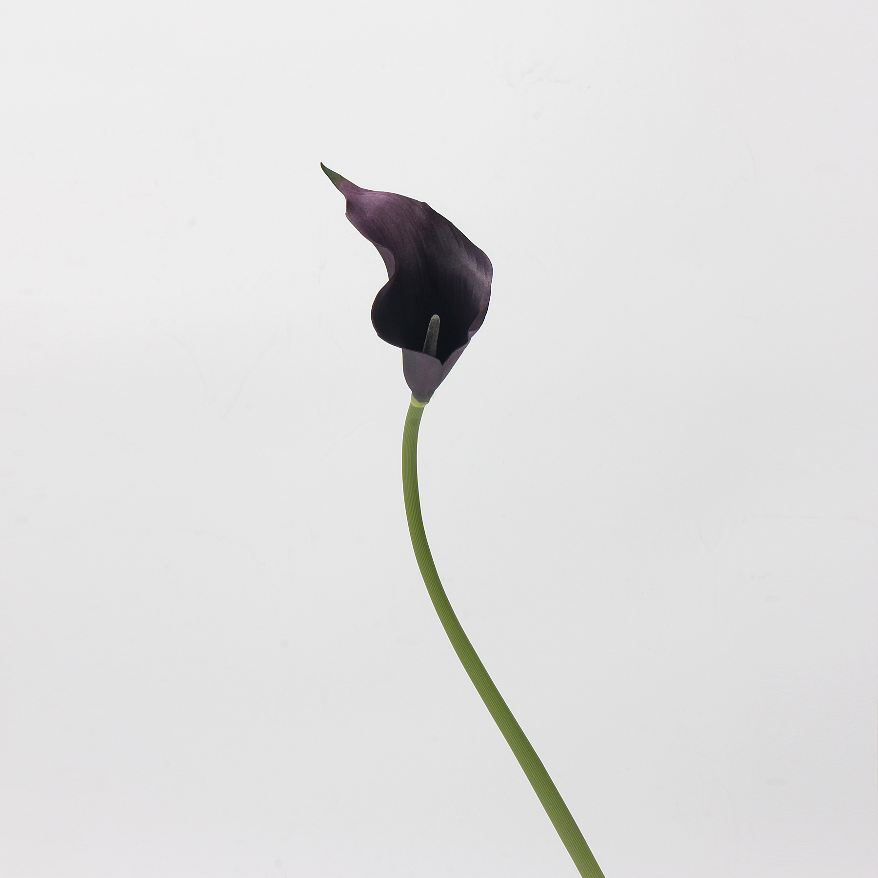 Pourpre