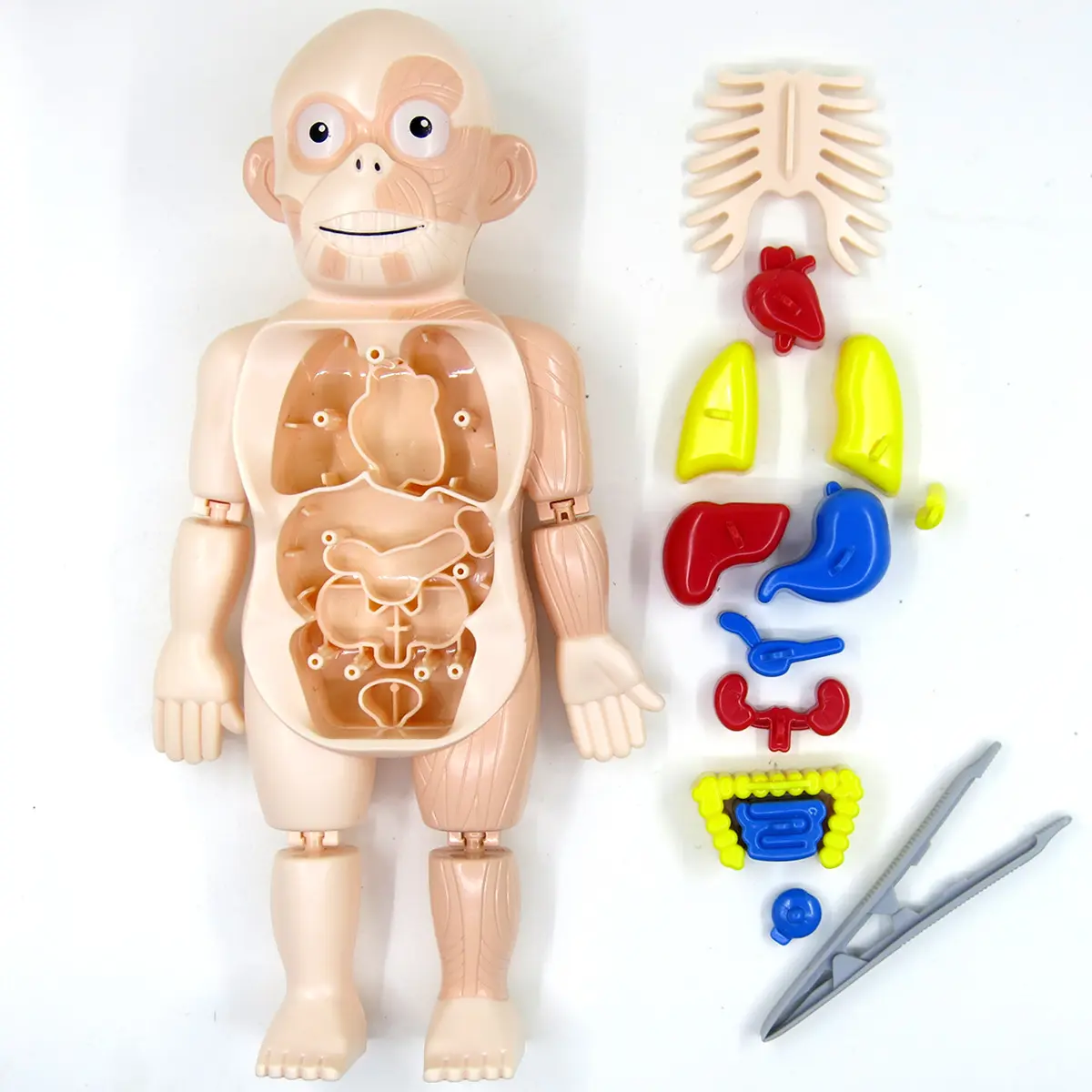 Modelo de órgano de cuerpo humano de ciencia y educación para niños, juguetes de educación temprana médica ensamblados DIY