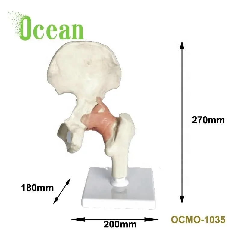 Обучающие ресурсы, модель скелета для суставов бедер, анатомическая модель для медицинских целей