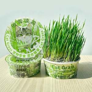 Kit de semillas de hierba gatera de crecimiento rápido para interiores sin suelo, golosinas de hierba gatera fresca para gatos, alivio del estrés en interiores - Product Image 1