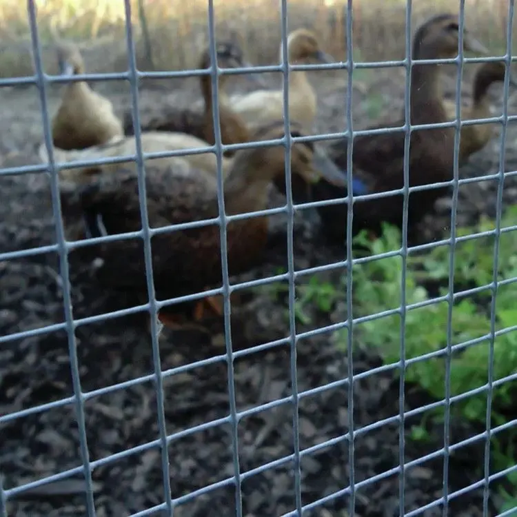4x4 hog fareler için galvanizli kaynaklı tel örgü panel kuş tavuk kalemler tavşan kafesi çit köpek kulübesi 1/2 "x1" 12 gauge tel