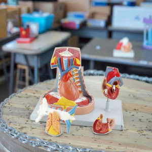 Y tế giảng dạy AIDS mô hình con người <span class=keywords><strong>mediastinum</strong></span> vách ngăn giải phẫu giáo dục mô hình cho y tế khoa học cơ thể con người giải phẫu mô hình - Product Image 2