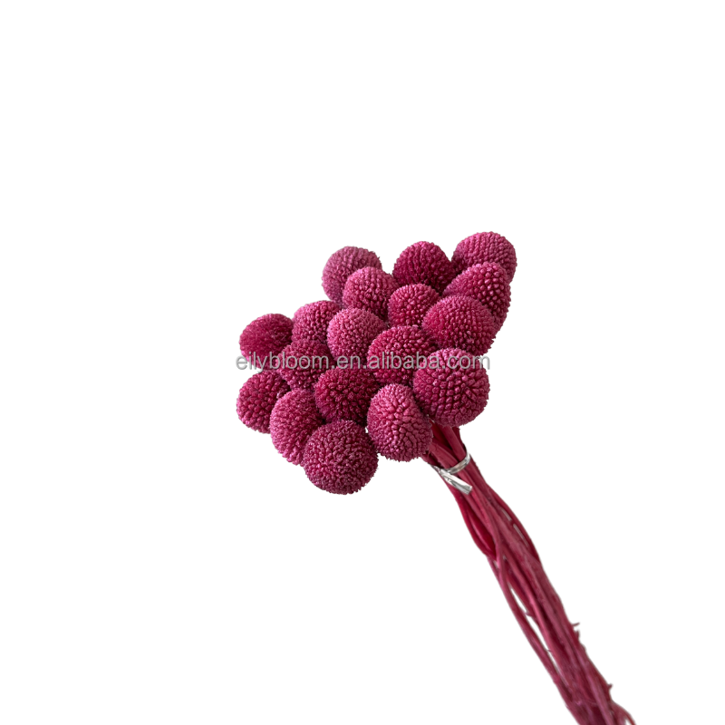 Bayberry