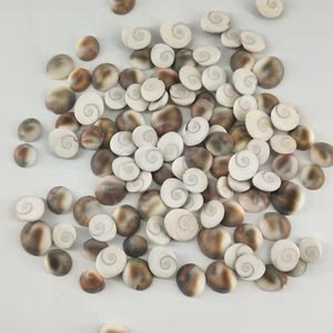 โรงงานขายส่งมินิขนาดเล็กสีทอง Cowrie เชลล์ในสต็อก - Product Image 6
