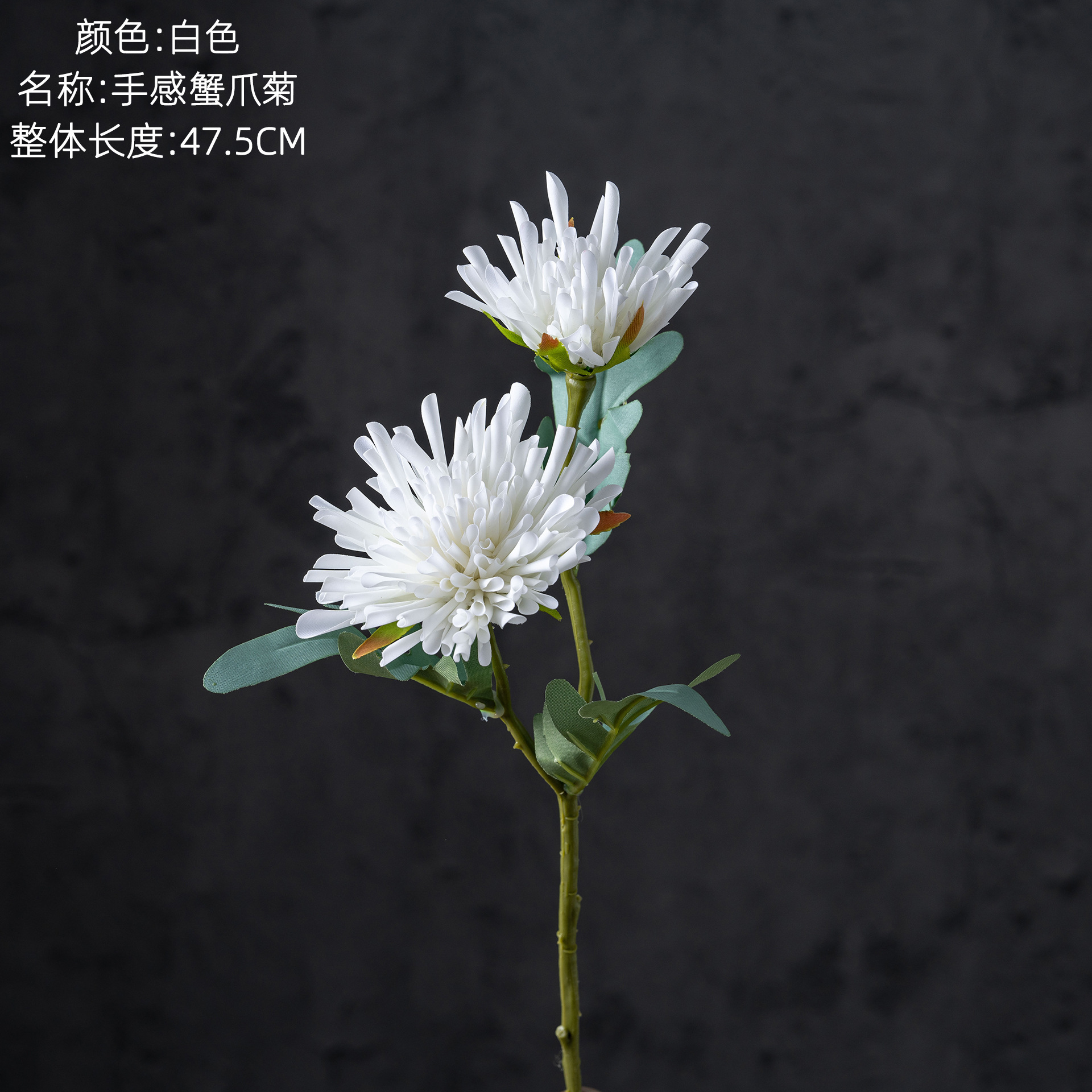 สีขาว