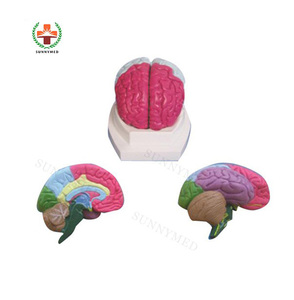 SY-N001 医疗塑料大脑叶模型人类模型大脑 - Product Image 4