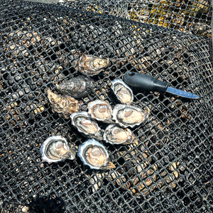 HDPE Plastic <strong>Nets</strong> for Oyster Farming Grow and out Cages on Sale Custom Cutting Processing Service - Product Image 5