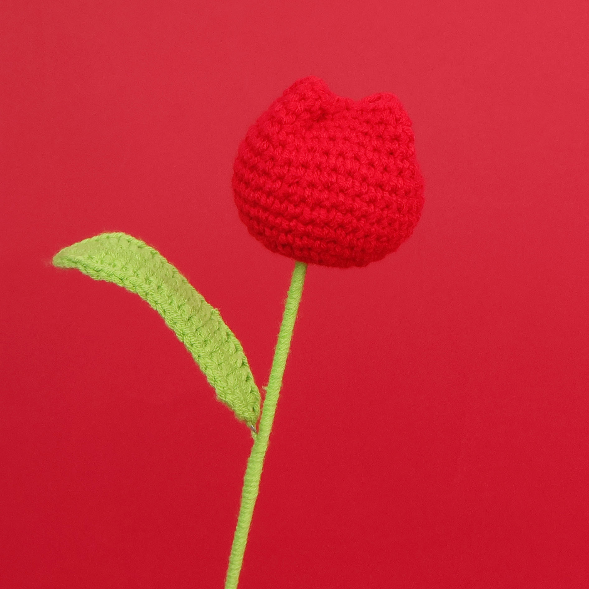 Tulipe rouge-grasse simple-grande