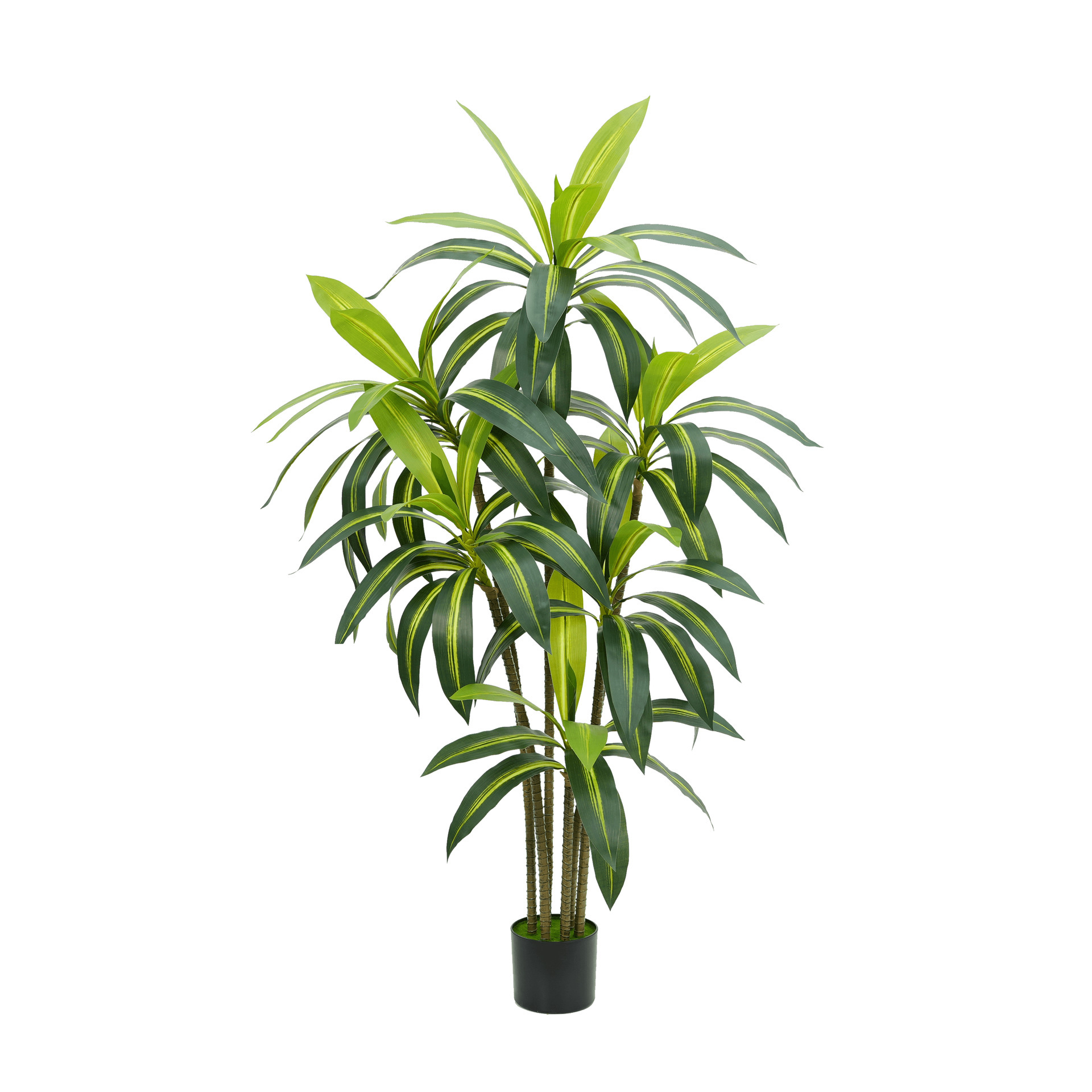 150cm Brazilwood
