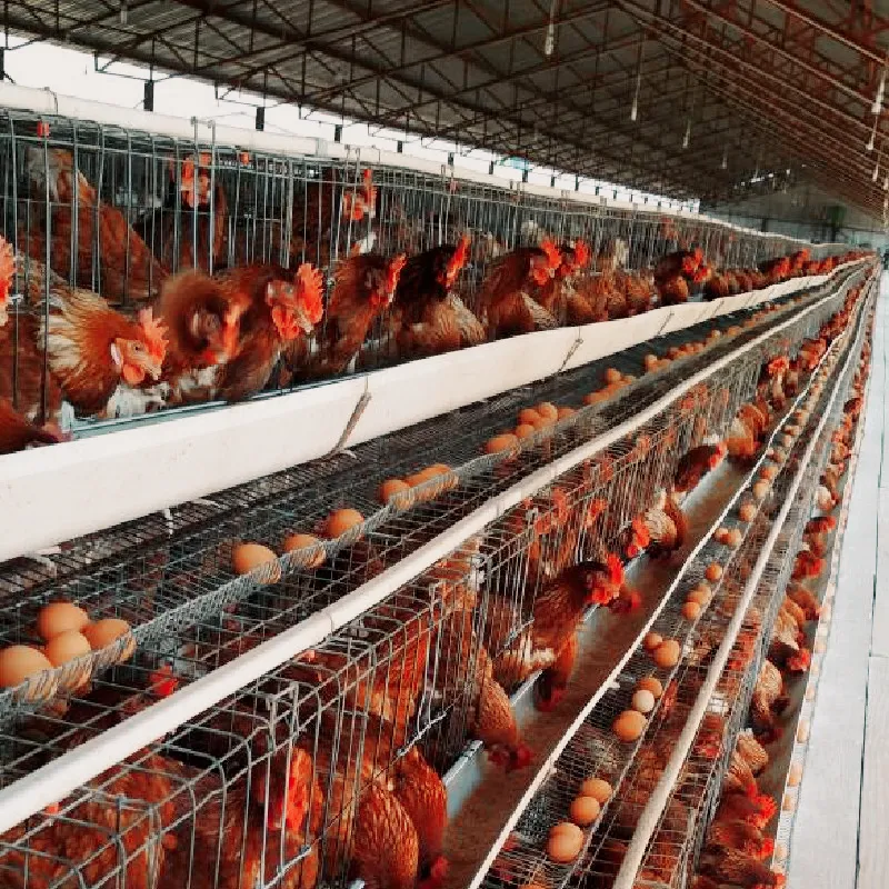 Sıcak satış galvanizli otomatik A tipi 3/4 katlı tavuk kafesleri katman kümes hayvanları kafes