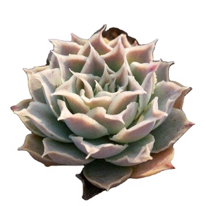 Tissue <strong>Culture</strong> Succulents Plants - Product Image 1