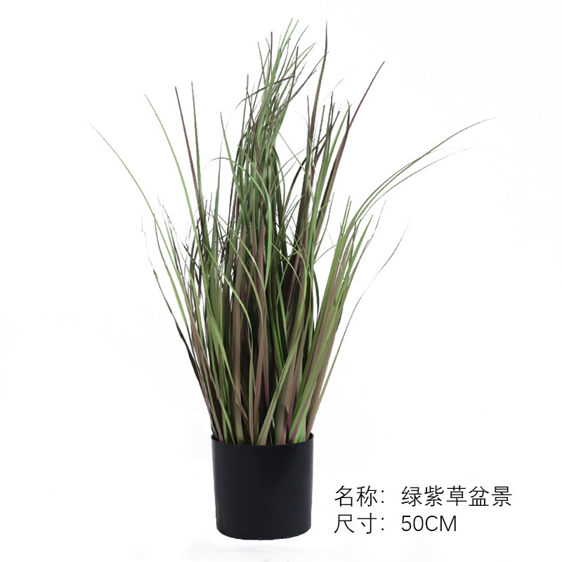 Bonsaï herbe violette verte (50cm)