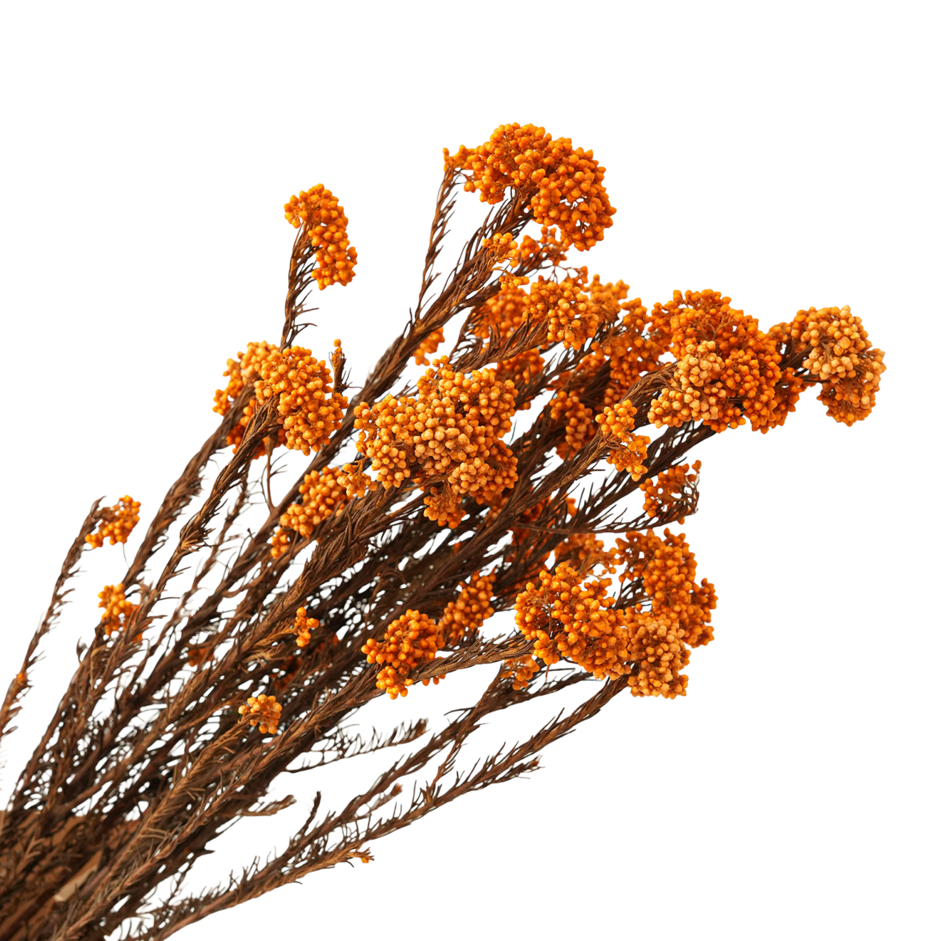 Orange-85g