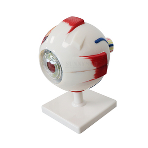 SY-N023 öğretim kaynakları tıp bilimleri İnsan göz küresi modeli 3D İnsan anatomik göz küresi göz modeli için biyoloji - Product Image 2