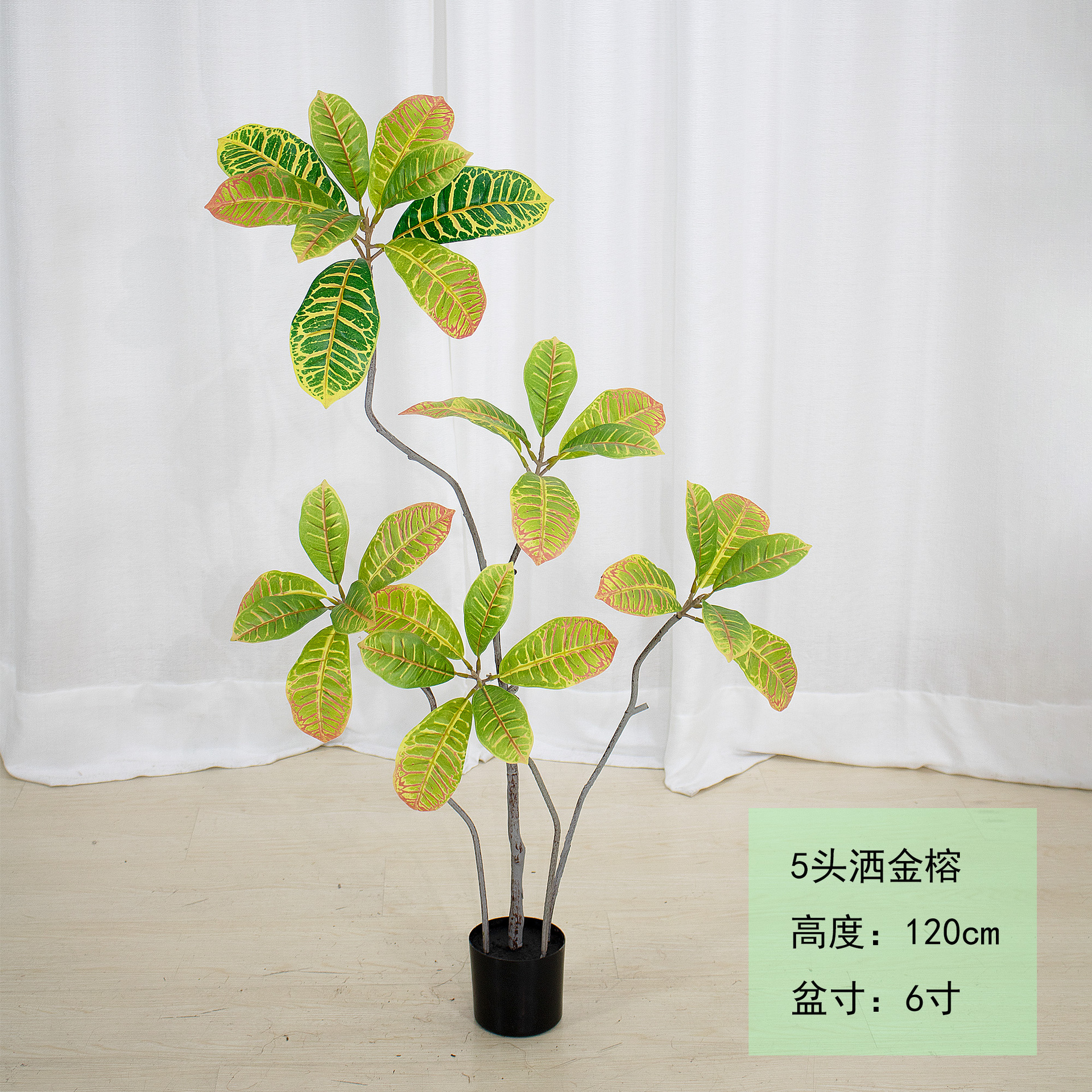 Croton jardin