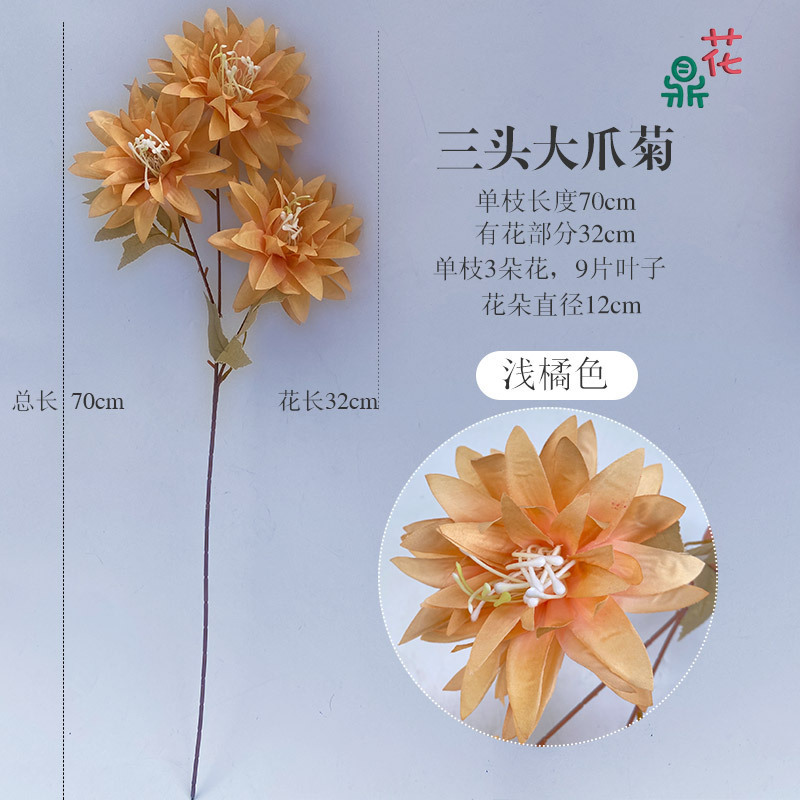 Chrysanthème à griffes géantes à trois têtes YYS Orange clair