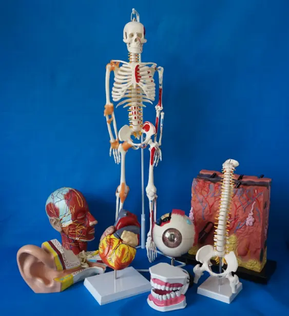 Modelo de anatomia da ciência da medicina, modelo anatômico humano 3d, modelo de educação