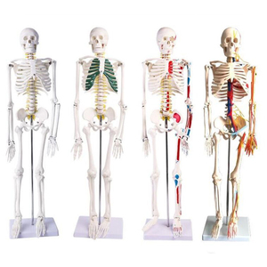 Modelo de PVC de simulación humana, esqueleto humano, modelo de anatomía de 180cm con músculo y ligamento de color - Product Image 2