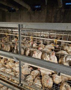 Thép mới h-loại Gà Thịt Gà pin lồng tự động động vật lồng cho gia cầm trang trại gà Coop cho gà thịt gà - Product Image 5