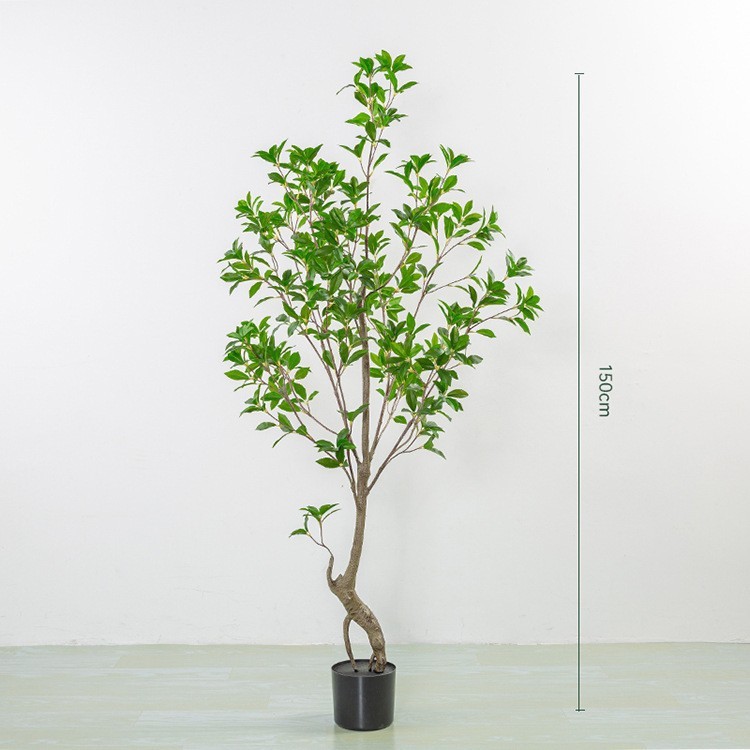 150cm