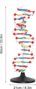 Çift sarmal insan genleri DNA modelleri DNA montajı için biyolojik bilim öğretim yardımı ekran bilim öğretim enstrümanı - Product Image 5