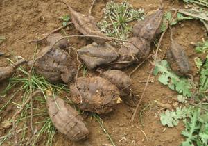 B.c.i Chinese Kruiden Haarverzorging Polygonum Multiflorum Wortel <span class=keywords><strong>Extract</strong></span> Hij Shou Wu <span class=keywords><strong>Extract</strong></span> 5:1 Poeder - Product Image 4