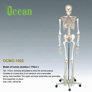 Disartiküle plastik insan öğretim İskelet modeli kafatası ile - Product Image 4