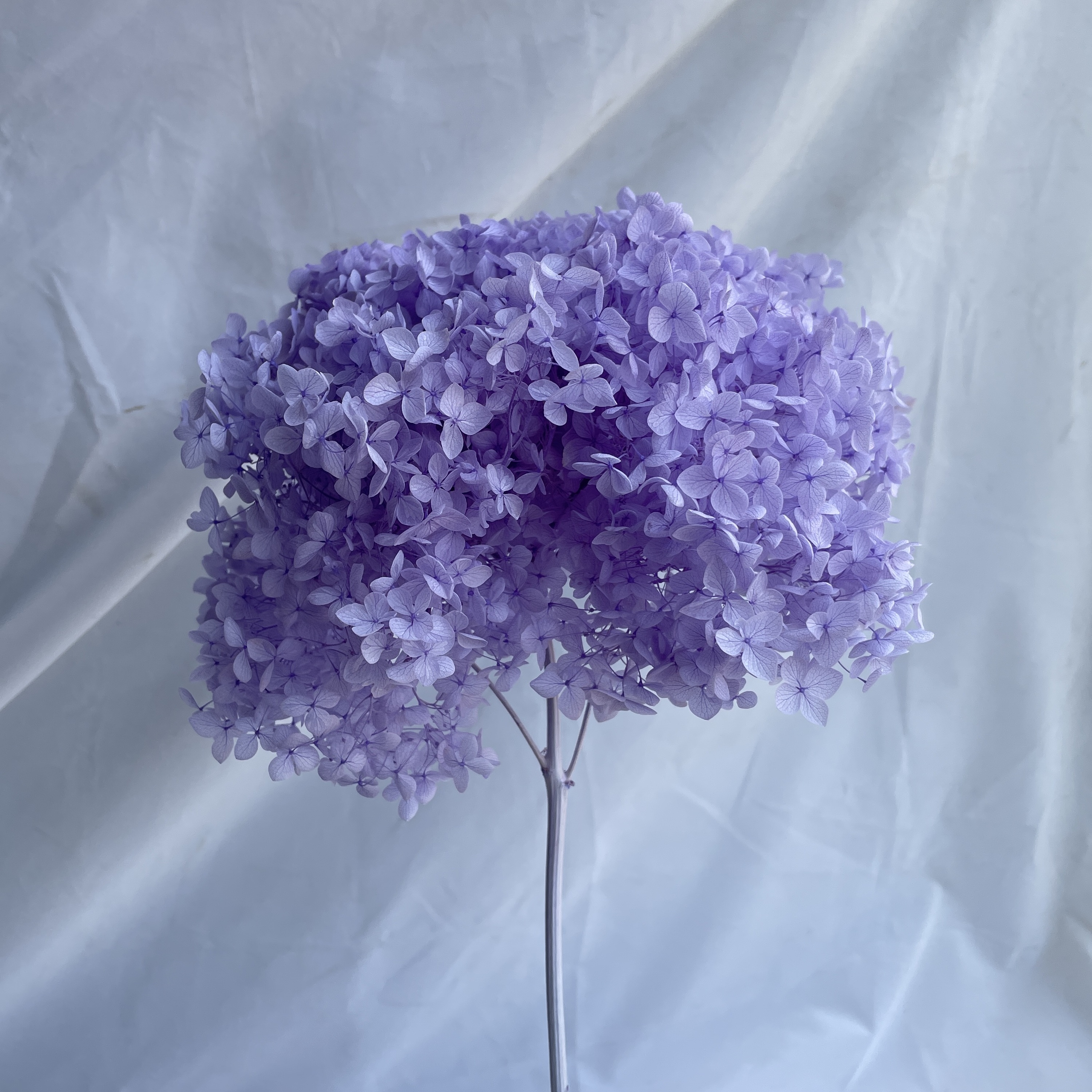 Blu neve