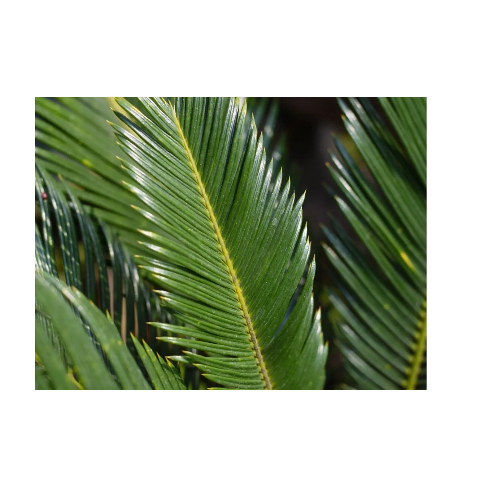Best Selling Price Palm frond Outdoor and Indoor Large Palm Tree Coconut Plant Tree for Export at Best Prices
