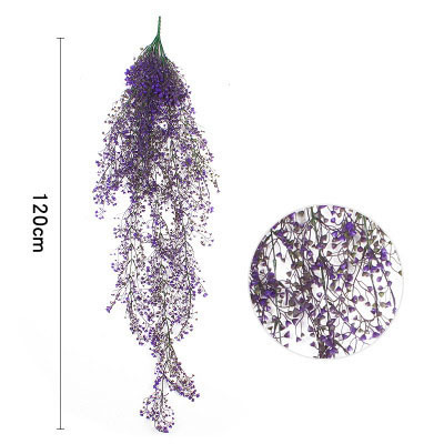 Viola