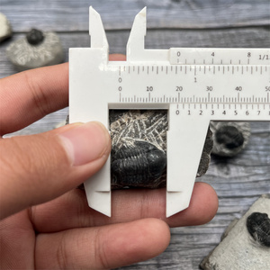 Venta al por mayor de organismos marinos naturales fósiles Marruecos Trilobita fósil para la divulgación de la ciencia - Product Image 6