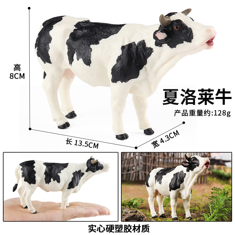 M-2567 ganado Charolais