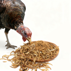 Atacado De Alta Qualidade Amarelo Seco Mealworm, Mealworms Comestíveis para Alimentação De Animais - Product Image 1