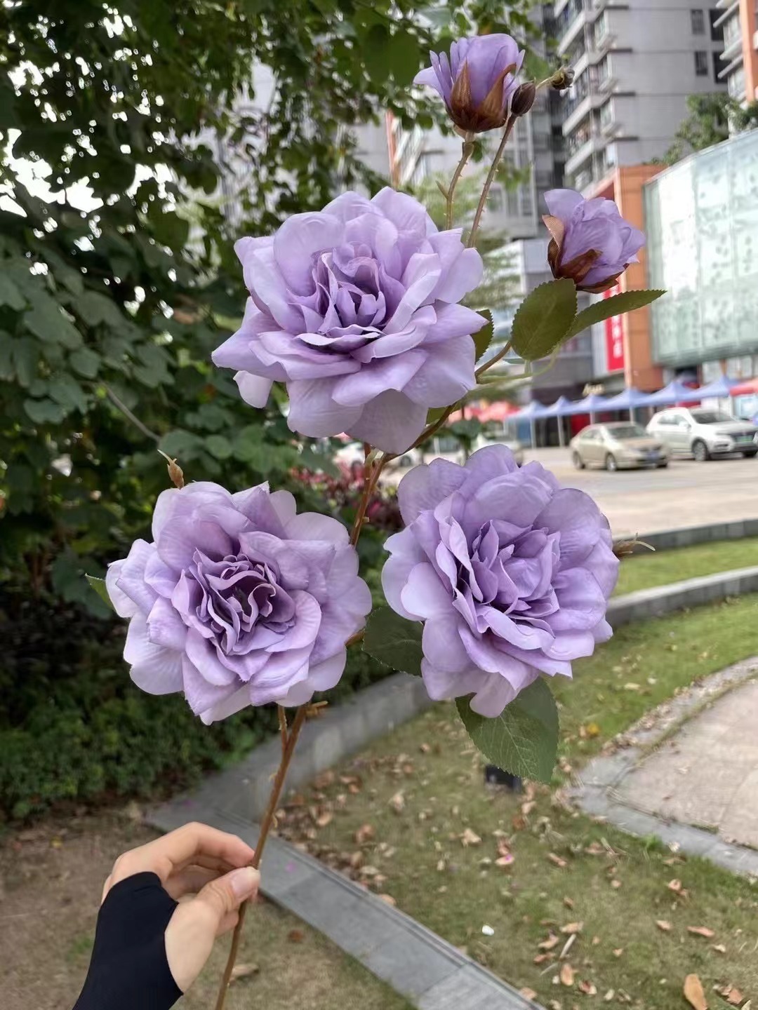 5 Lefty té rosa púrpura