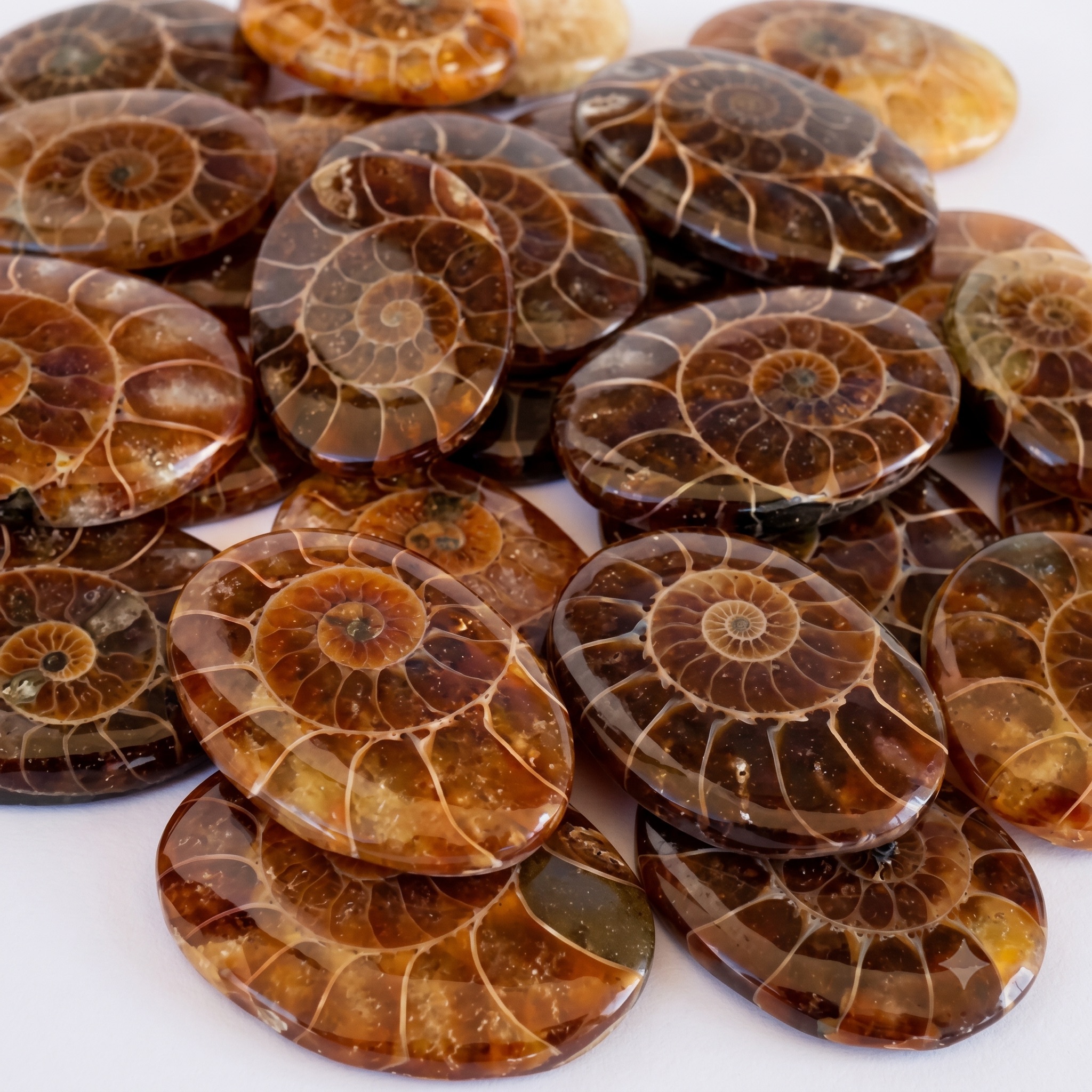 Cabochon d'ammonite