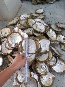 Ручная полированная раковина Nautilus для витрины Seashell Craft-натуральная раковина Nautilus с полированной отделкой раковины SeaShell 2025 - Product Image 6