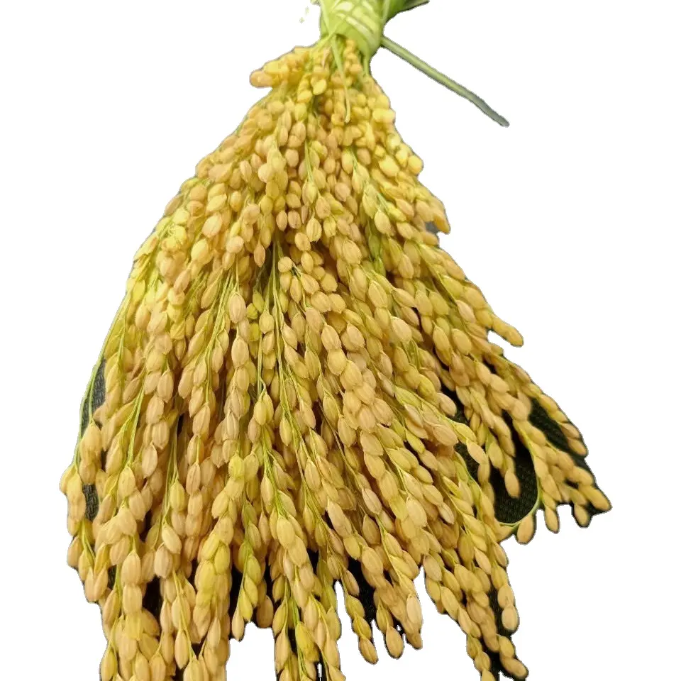 Bán buôn Japonica cây trồng mới giá tốt Gạo Hạt ngắn để bán-WhatsApp: 84 358211696 MS. Iris