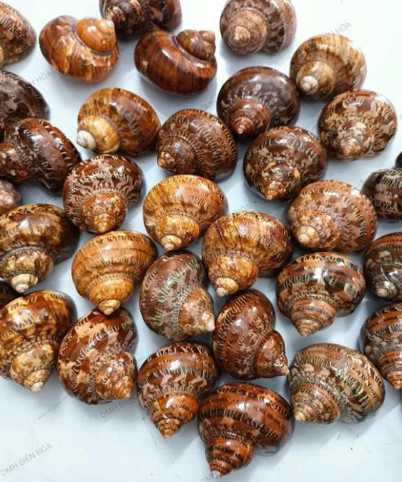 Marron