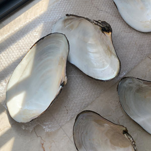 <strong>Export</strong> Raw Mother of Pearl Shells Material Rectangle Whitelip Mother of Pearl Shell Blanks <strong>Inlay</strong> by United Trade World - Product Image 1