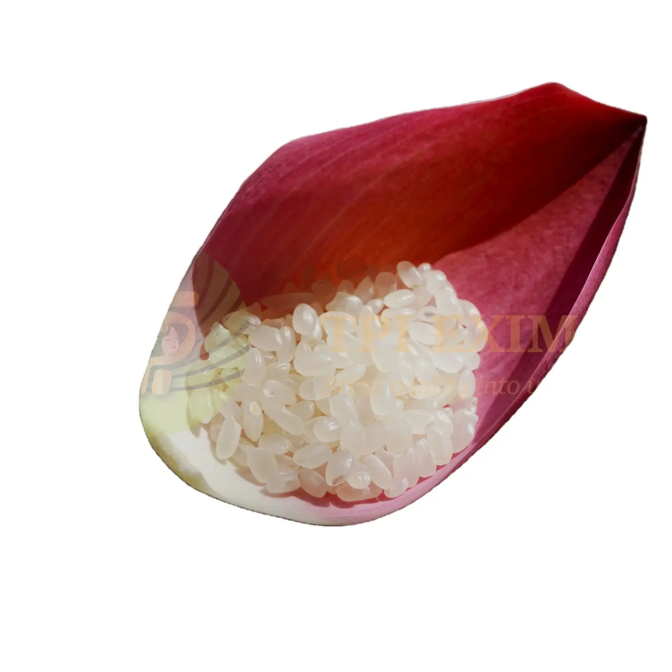 Premium Vietnamese Japonica Sushi Rice in White PP Embalaje: Redondo, Colorido, Granos de Calidad de Exportación