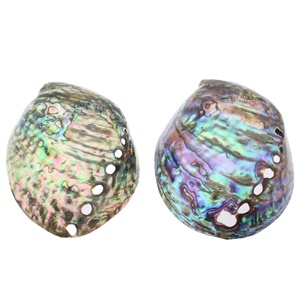 Abalone Shell Hot Popular Factory Wholesale Price Abalone Shell 99GD <strong>Paua</strong> New Zealand Green Polished Seashells Mother of Pearl - Product Image 5