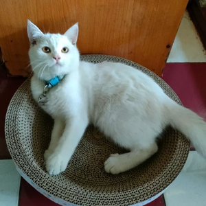 Wholesale <strong>Catnip</strong> Corrugated Paper Interactive Pet Cat Scratching Made From VietNam HOANG LINH SG Kimy +84938616690 - Product Image 1