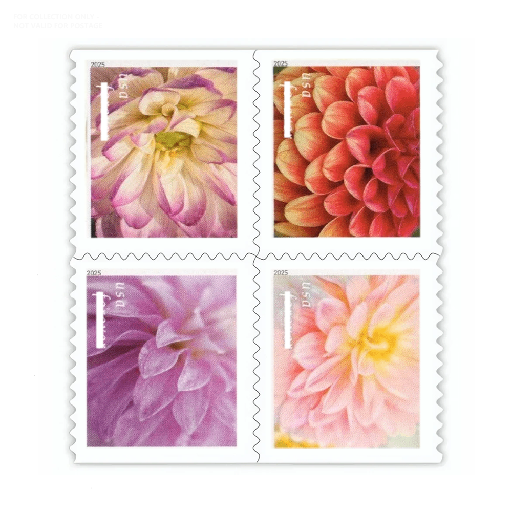 Dahlias blancs Y246 2025 100pcs